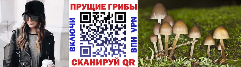 Псилоцибиновые грибы Cubensis  Абаза 